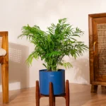 Chamaedorea Palm with Metal Self Watering Pot