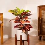 Croton Petra with Metal Self Watering Pot