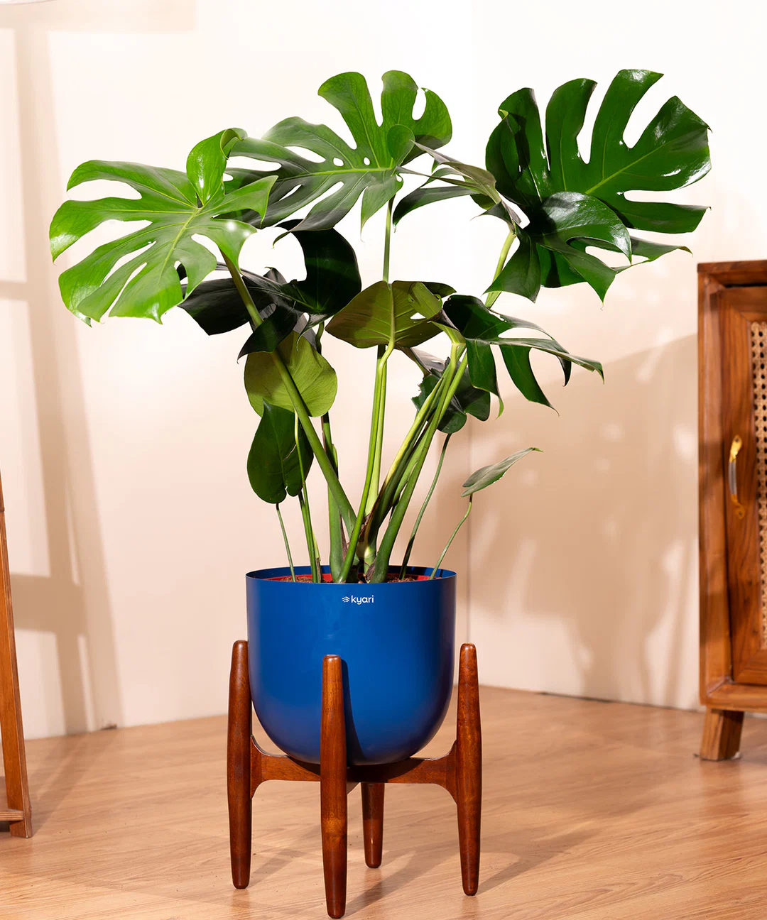 3_7_94f7c0fa-c661-4d1d-80af-eb9b9b6ab46d Monstera Deliciosa with Metal Self Watering Pot - Image 1