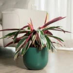 Calathea Triostar with Metal Self Watering Pot