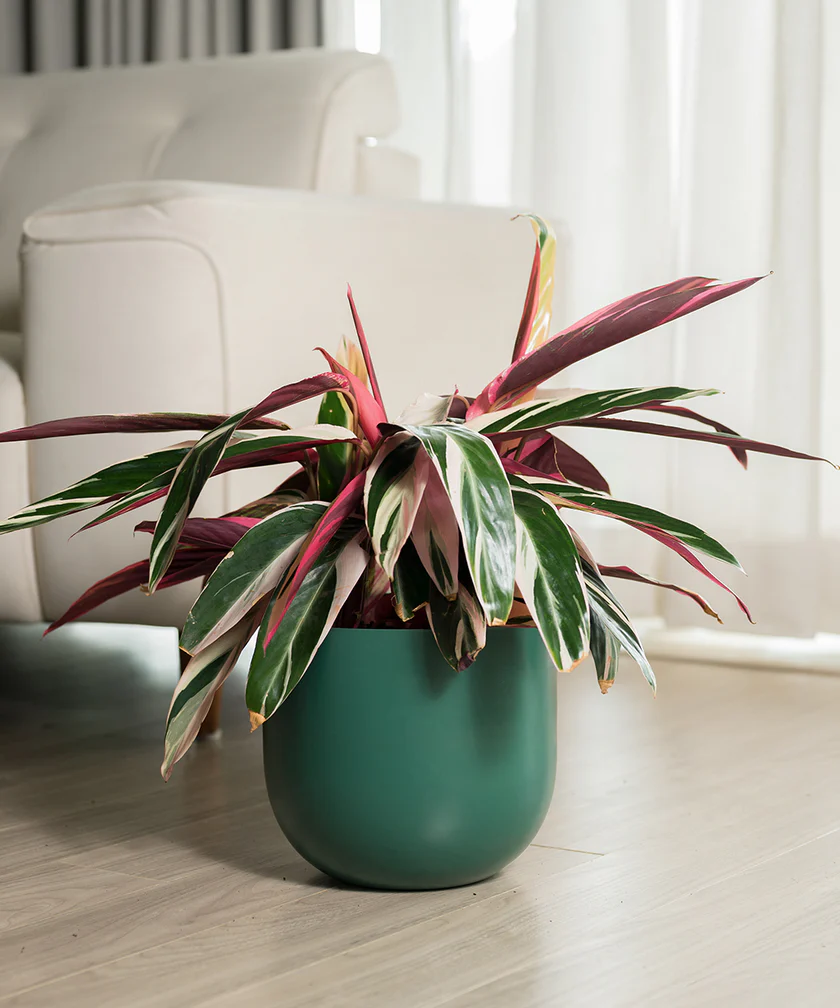 Artboard_2_2a91b257-c926-423e-a072-c8b2250dd509 Calathea Triostar with Metal Self Watering Pot - Image 1