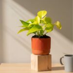 Money Plant (Golden)