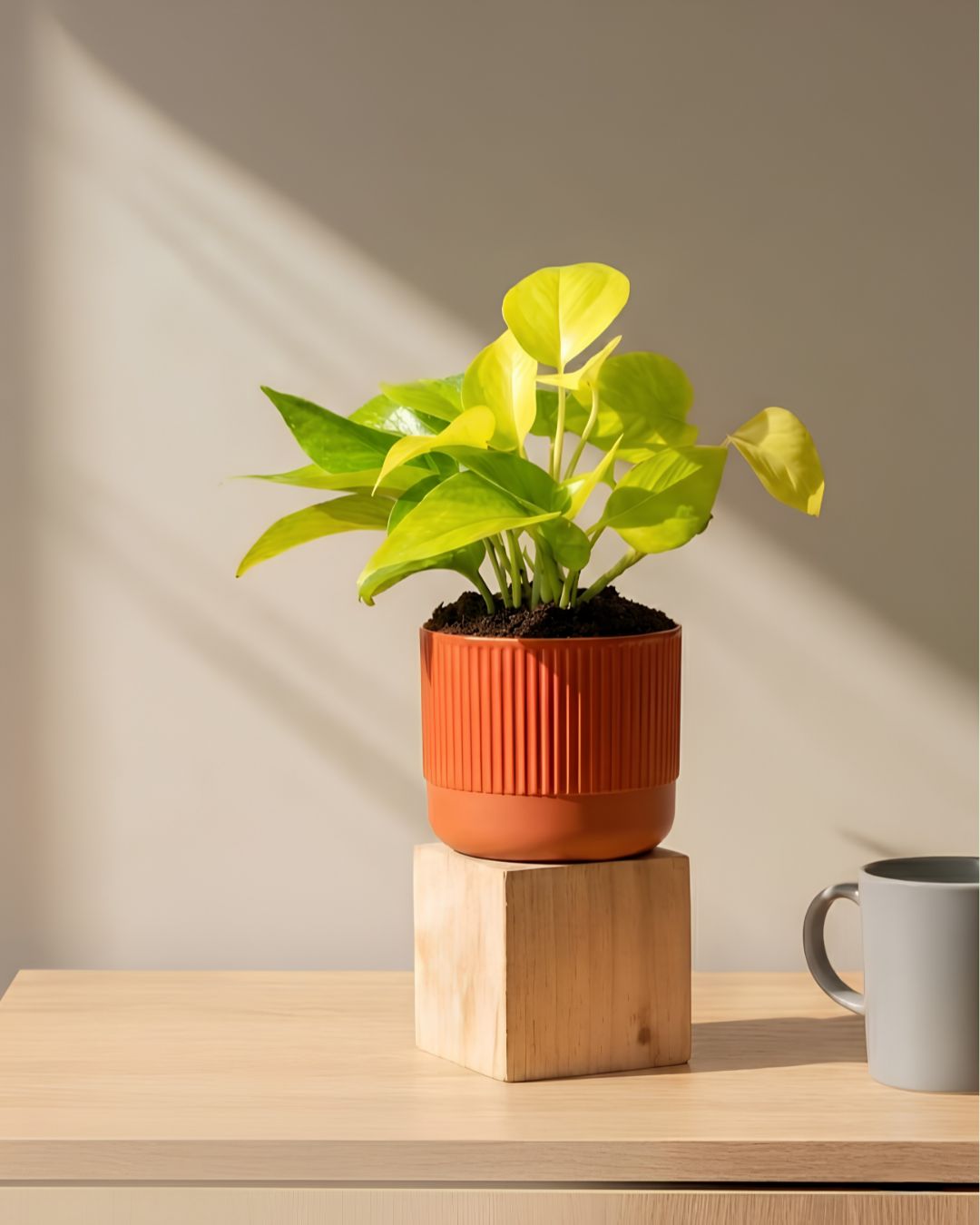 WhatsApp Image 2026-05-07 at 11.59.49 AM (1) Money Plant (Golden) - Image 1