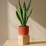 Snake Plant
