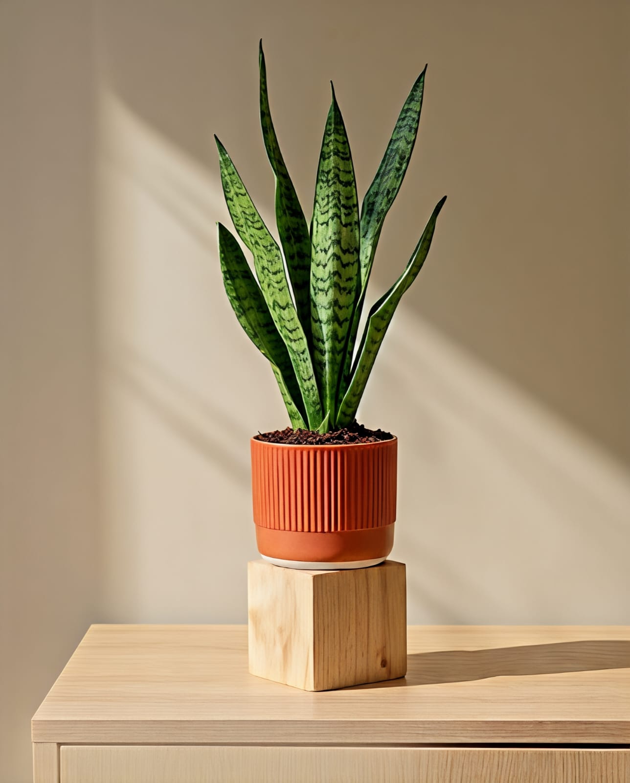 WhatsApp Image 2026-05-07 at 12.05.35 PM Snake Plant - Image 1