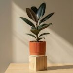 Rubber Plant