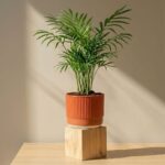 Areca Palm (Rotan)