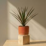 Dracaena