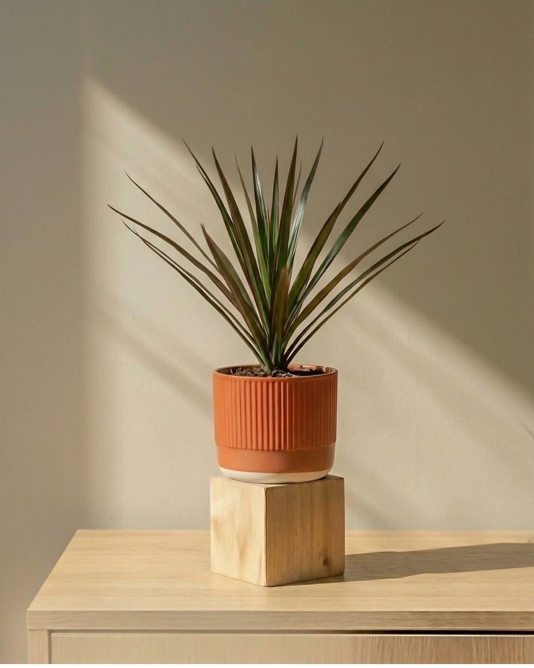 WhatsApp Image 2026-05-07 at 12.23.52 PM (2) Dracaena - Image 1