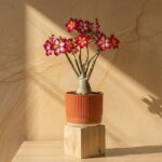 Adenium (Desert Rose)