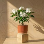 Tagar (Chandni Plant)