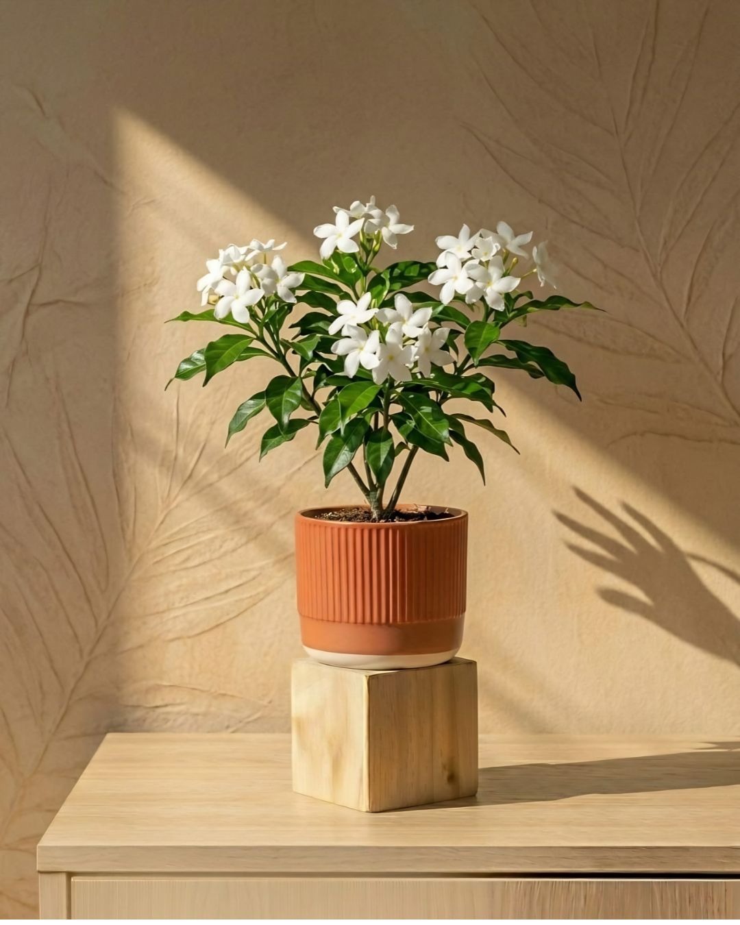 WhatsApp Image 2026-05-07 at 12.43.35 PM Tagar (Chandni Plant) - Image 1