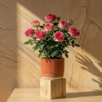Gulab (Rose)