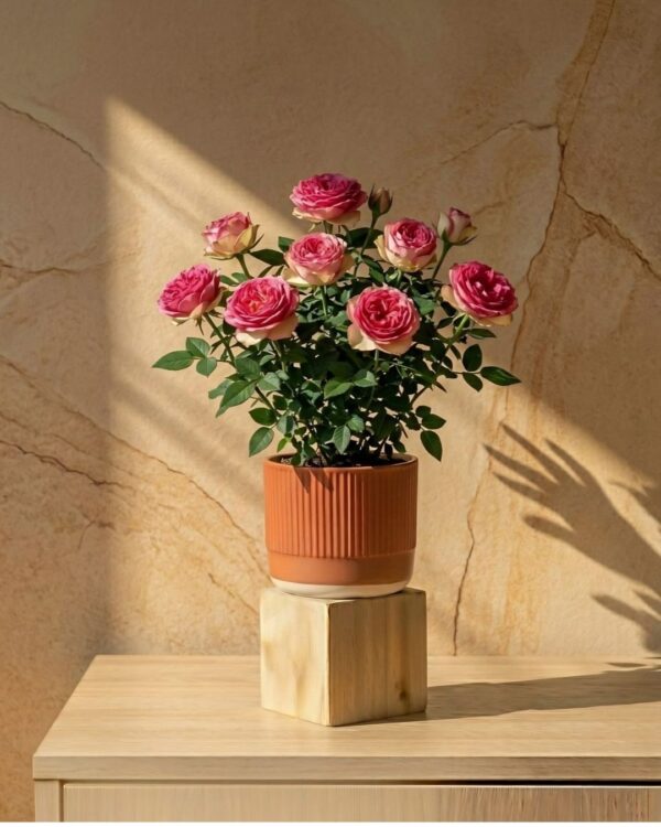 Gulab (Rose)