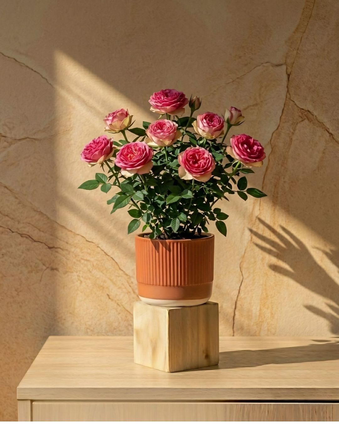 WhatsApp Image 2026-05-07 at 12.43.36 PM Gulab (Rose) - Image 1