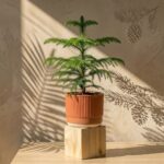 Christmas Tree (Araucaria)