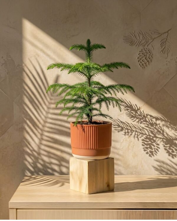 Christmas Tree (Araucaria)