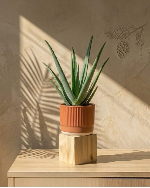 Aloe Vera